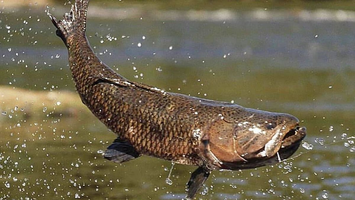 Peixe Traíra Um dos peixes mais populares do Brasil