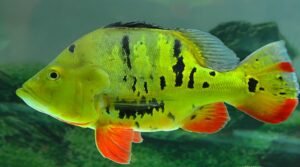 Tucunare Amarelo e suas principais caracteristicas Caiaque