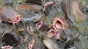 Bagre Peixe invasor e predador de peixes nativos Caiaque