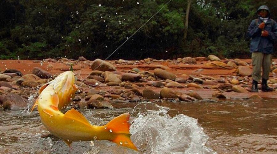 Onde pescar dourado no Brasil
