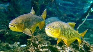 Peixe Dourado de agua doce como e onde pescar Caiaque