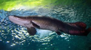 Pirarucu Um dos maiores peixes de Agua Doce do Mundo Caiaque