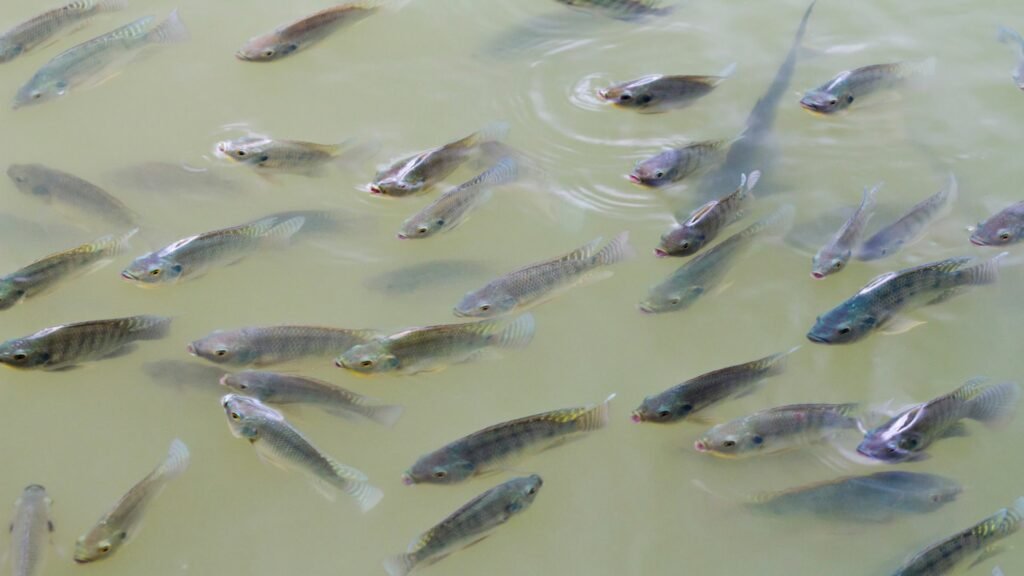 Tilápia: Curiosidades e Características deste Peixe Maravilhoso. 1 Quais os tipos de Tilápia