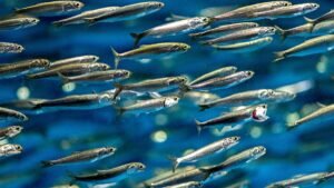 Anchovas Caracteristicas e dicas para pescar 1 Caiaque