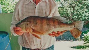 Como pescar Tucunare com Isca Viva Dicas de Pescador Caiaque