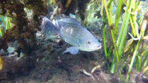 Como pescar tilapia Aprenda agora dicas e tecnicas de pescador Caiaque
