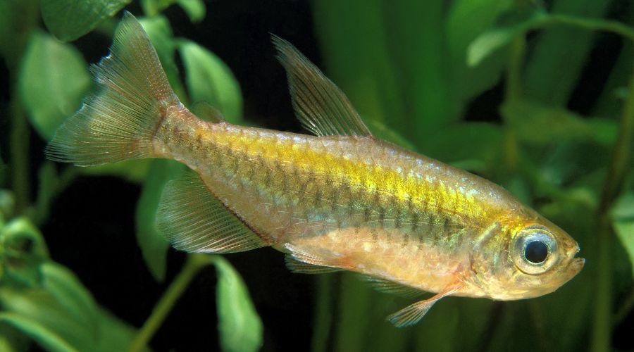 Lambari O terror dos peixes carnivoros isca natural Caiaque