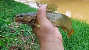 Mandi ou peixe mandi da familia dos bagres Caiaque