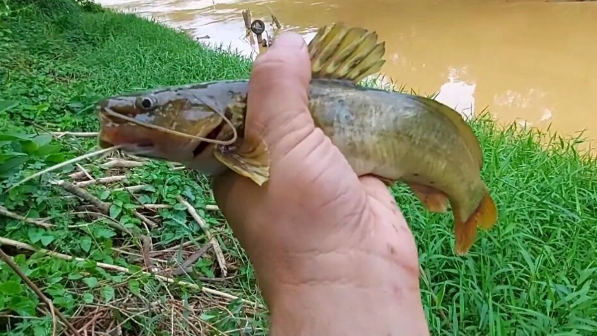 Mandi, ou peixe mandi da família dos bagres.