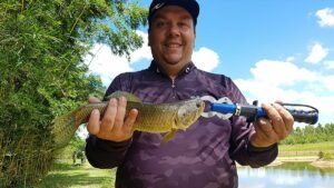Peixe Traira Um dos peixes mais populares do Brasil Caiaque