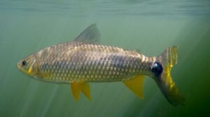 Piapara peixe da familia dos piaus 1 Caiaque