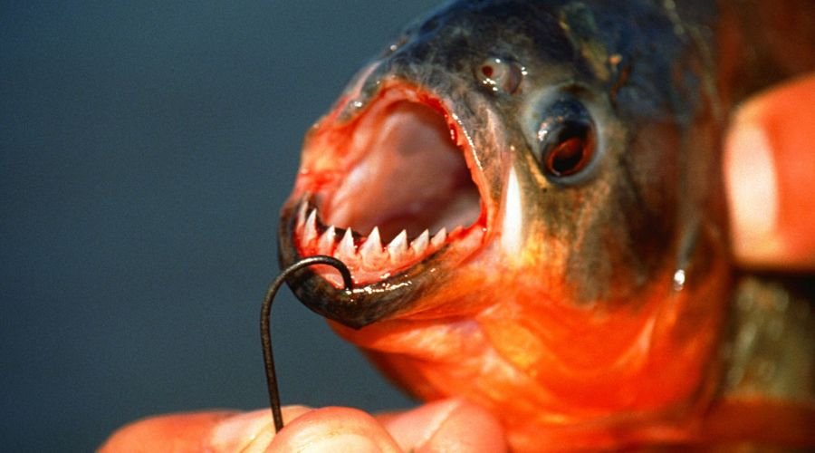 Piranhas, pescaria na amazônia