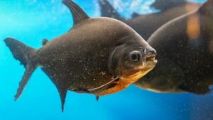 Tambaqui O gigante de escamas nativo do Brasil Caiaque