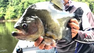 Piranha Preta Gigante Onde Encontrar Caiaque