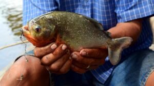 Piranha Vermelha Caiaque