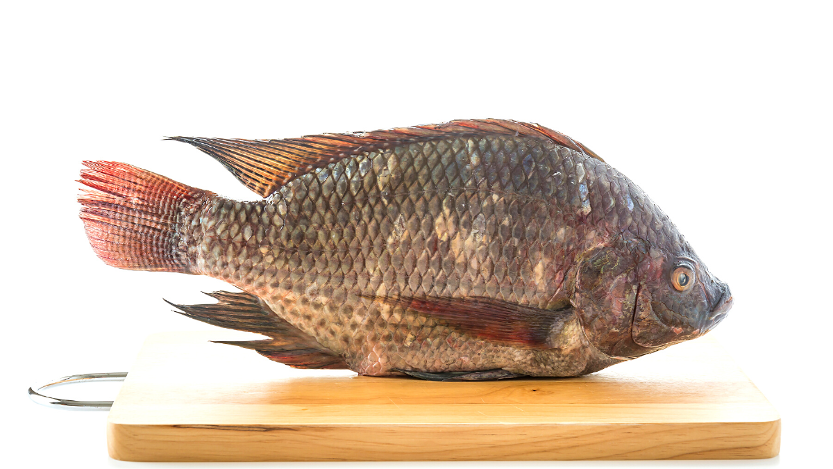 Tilapia Tabela Nutricional 1 Caiaque