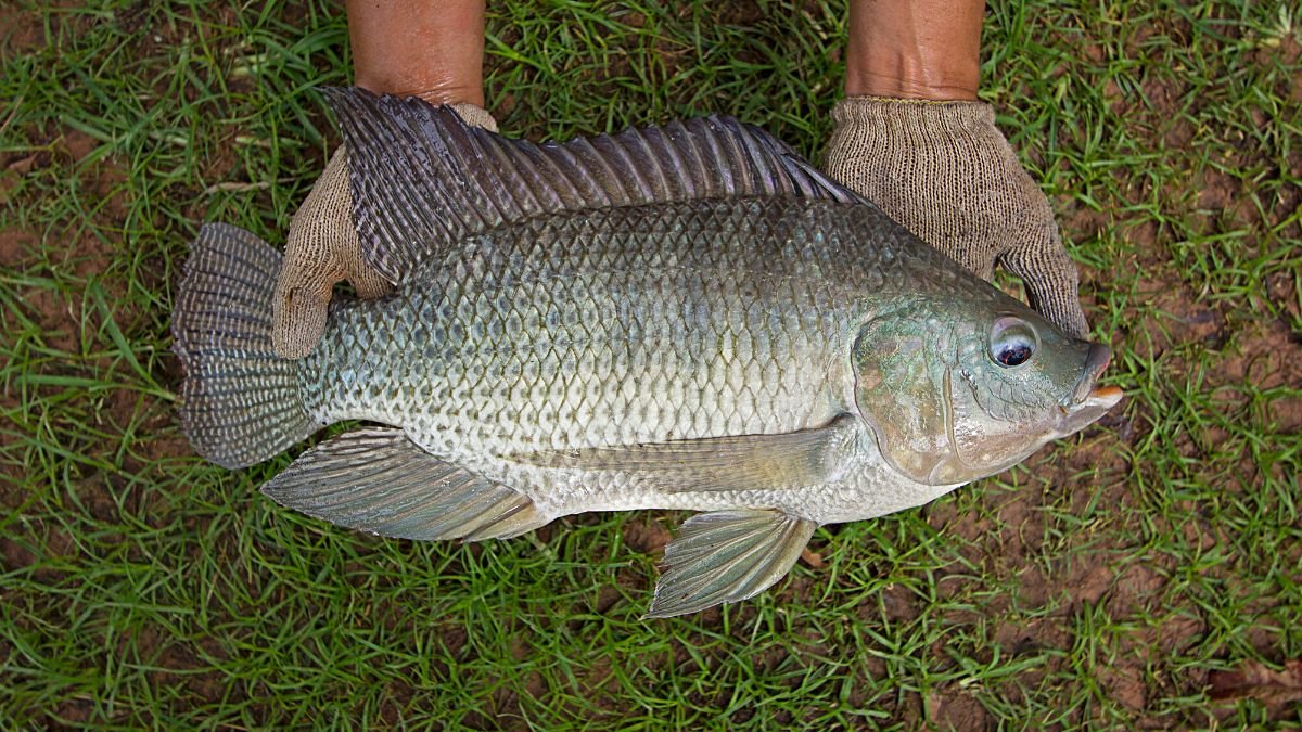 Peixe Cará: Saiba Tudo sobre este peixe