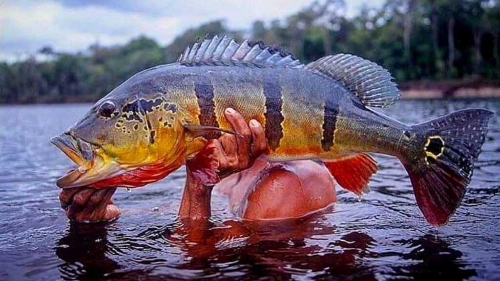 Peixes de Água Doce