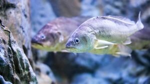 corvina e um peixe de agua salgada Caiaque