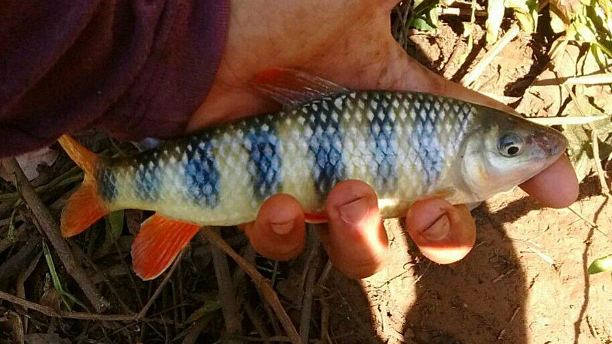 Peixes Piau Caracter Sticas Habitat E Alimenta O