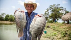 Isca de Tilapia Caiaque