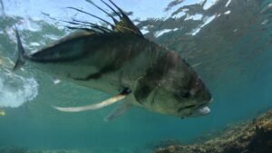Peixe galo caracteristicas e tecnicas infaliveis de pesca Caiaque