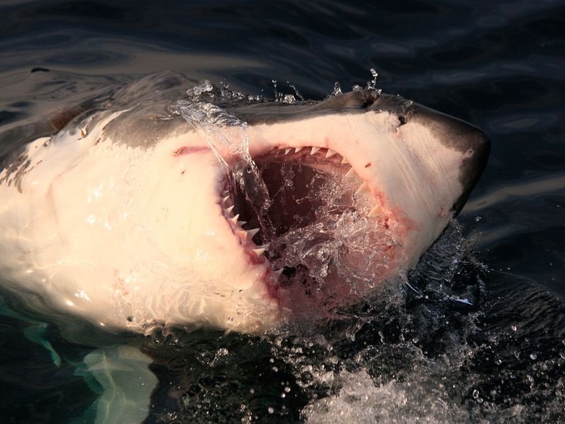 Tubarão Branco (Carcharodon carcharias)