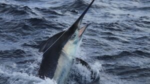 Peixe Espada