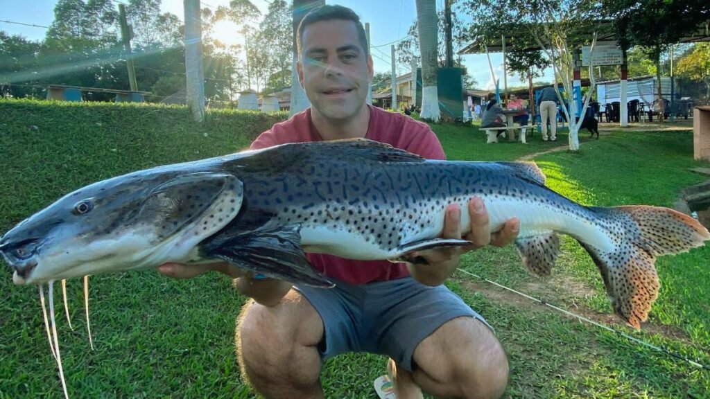 Peixes de Água Doce: Pintado