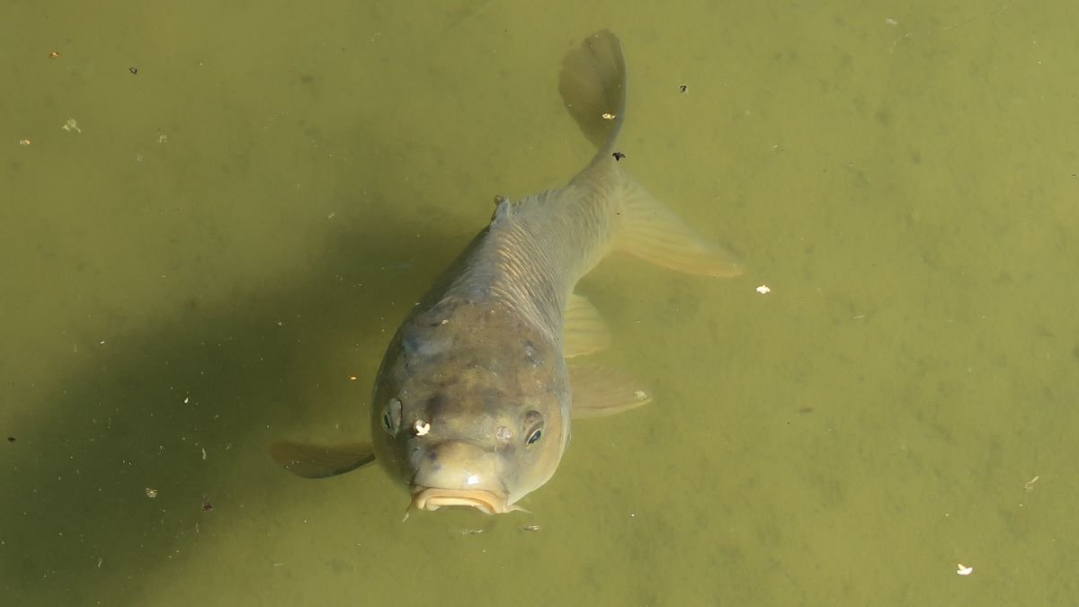 Carpa Capim Caiaque