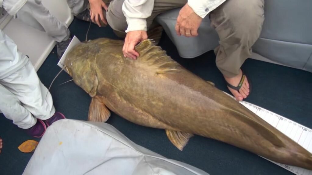 Dicas de Pesca do Peixe Jaú