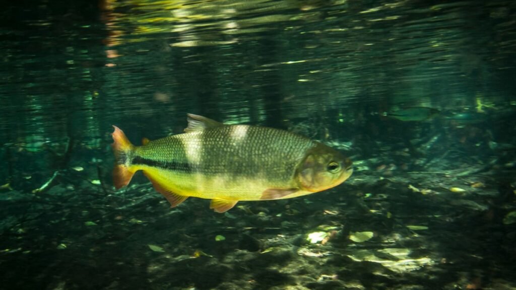 Peixe Matrinxã: O Prêmio Dourado da Pesca Brasileira 1 Habitat do Matrinxã