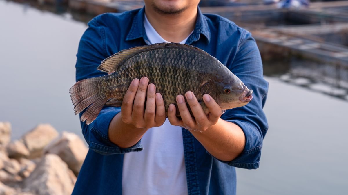 Melhores Iscas para Tilápia