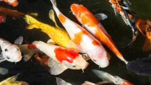 Peixe Carpa Caiaque