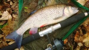 Peixe Matrinxã