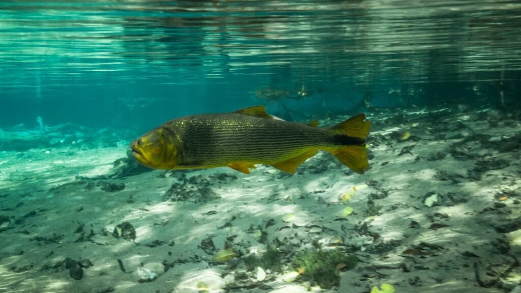 Pesca de Dourado - Peixes de Água Doce