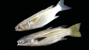 Pesca de Tainha