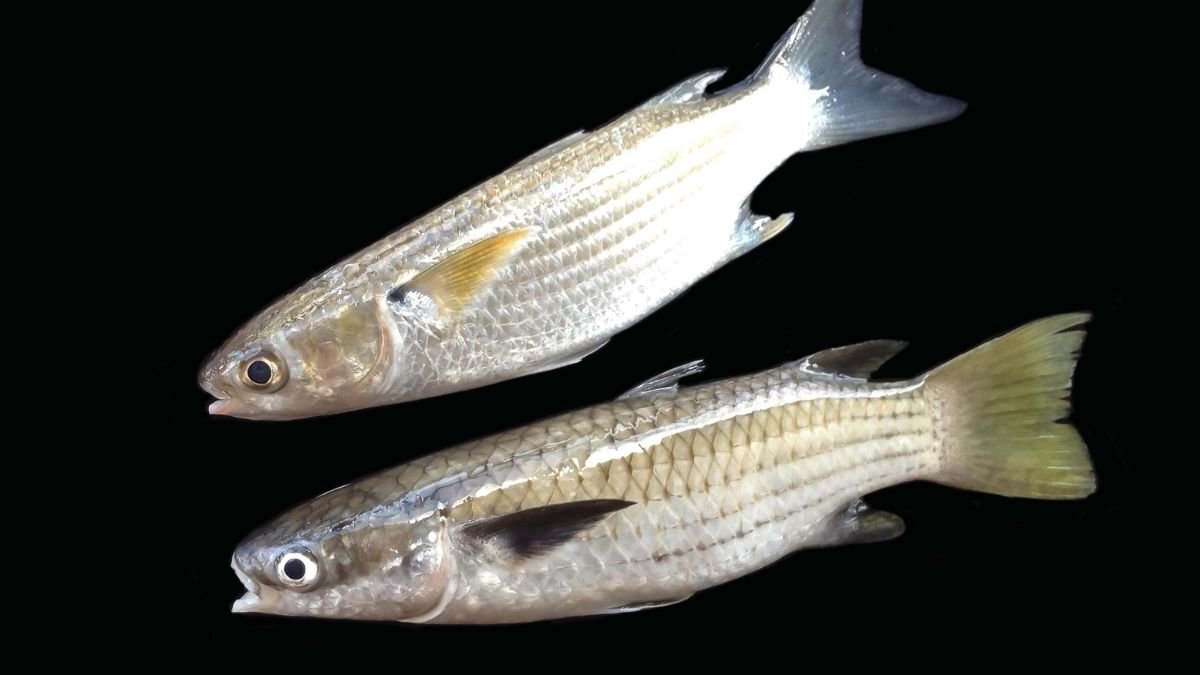 Pesca de Tainha