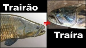 Traira e Trairao Caiaque