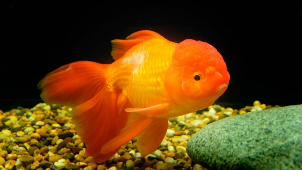 Peixe Kinguio: Transforme seu Aquário em um Paraíso Aquático 2 kinguio cauda de véu
