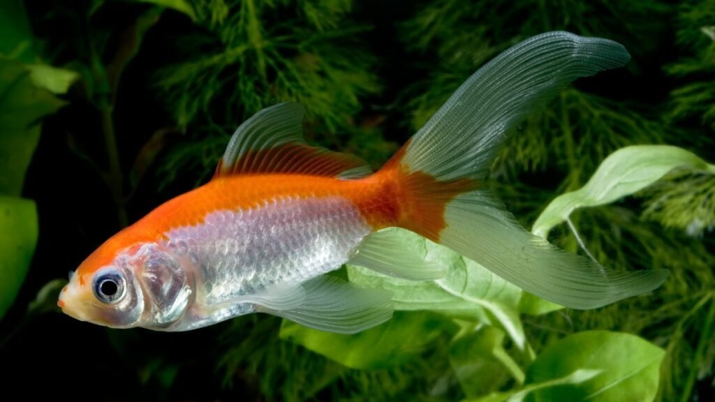 Peixe Kinguio: Transforme seu Aquário em um Paraíso Aquático 1 kinguio cometa
