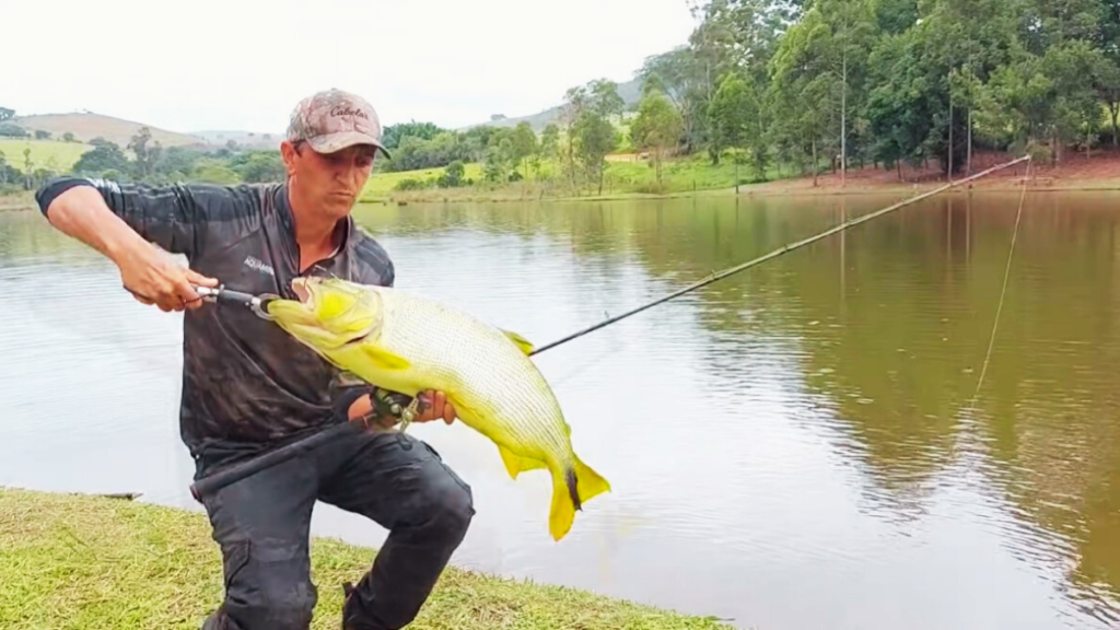 Peixes de Água Doce: Dourado