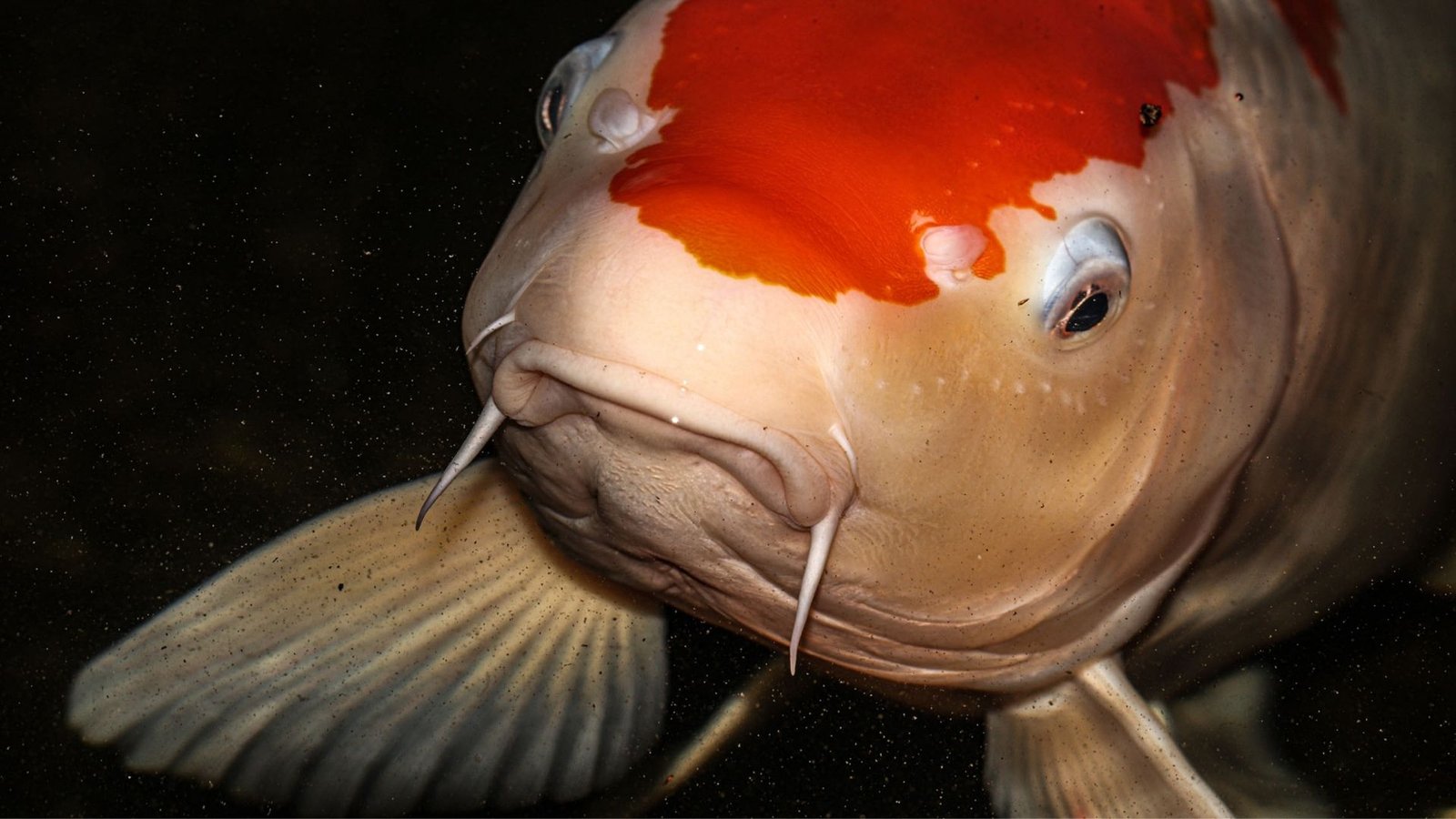 Carpa Koi: Por Que é Considerada a Joia Aquática?