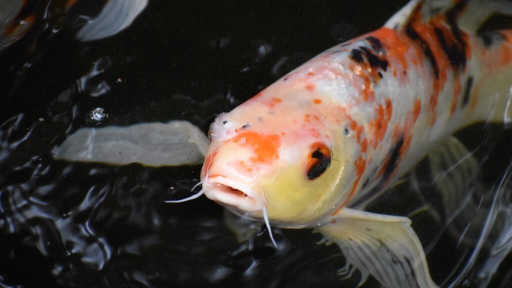 Koi