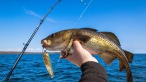 Bacalhau: Segredos do Seu Habitat e Comportamento Migratório
