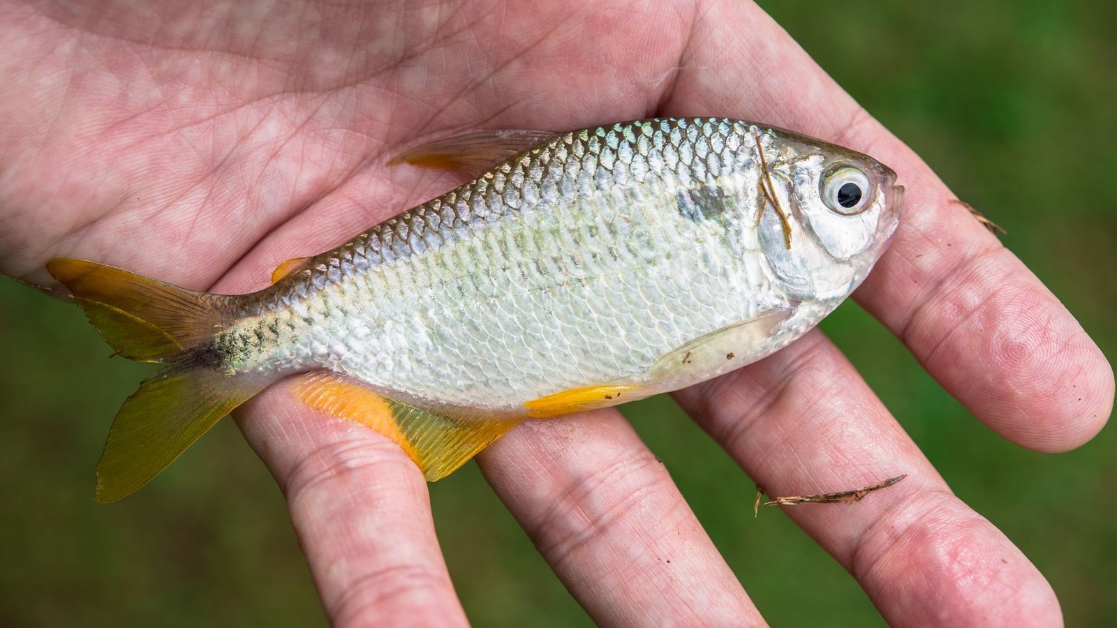 Como Pescar Lambari: Um Guia Prático para Amantes da Pesca