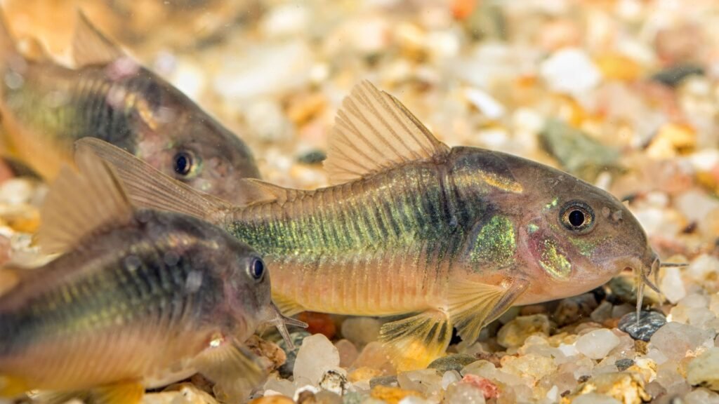 Corydoras