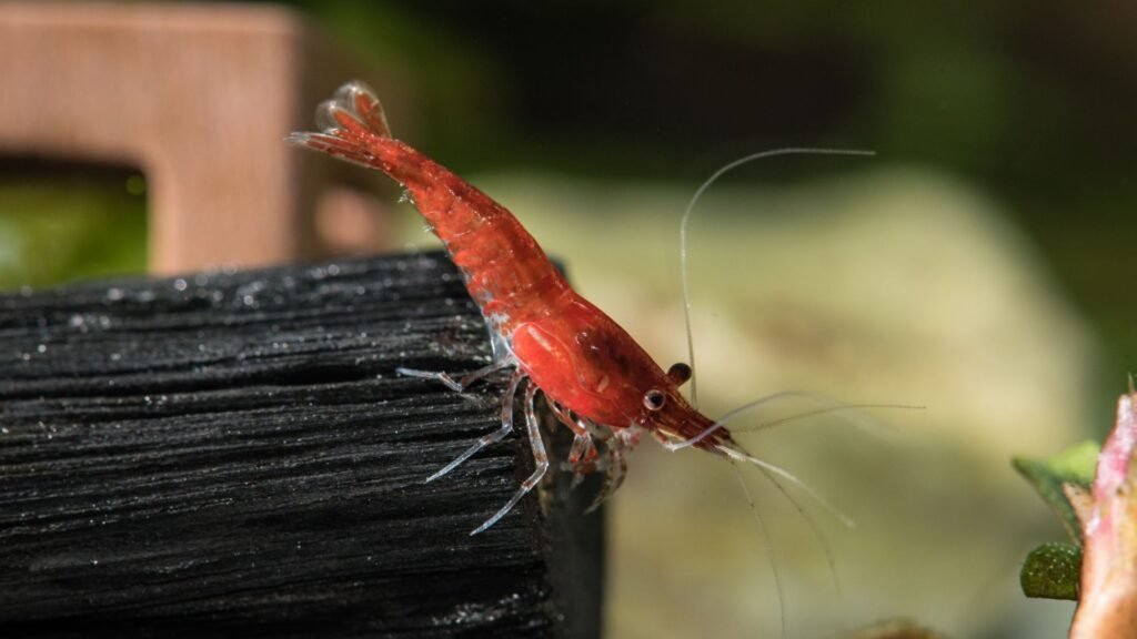 Neocaridina