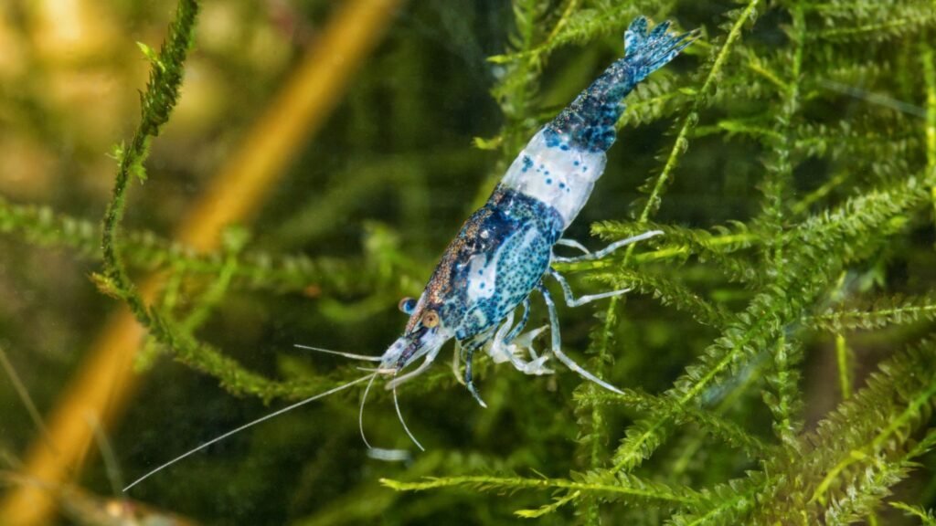 Neocaridina Azul branco