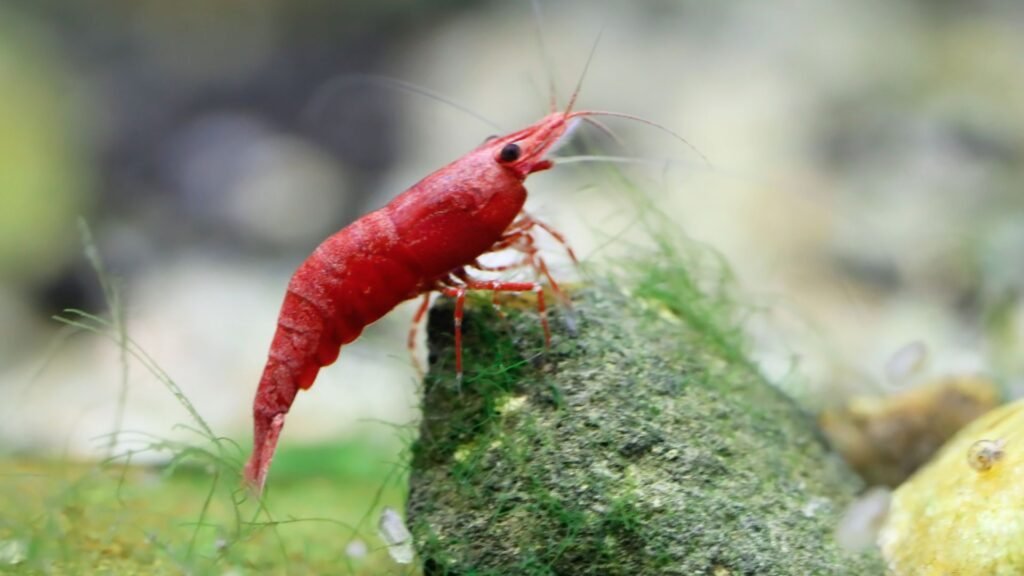 Neocaridina Vermelho